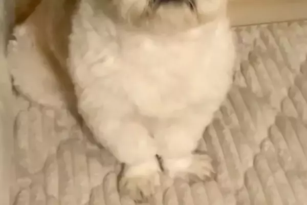 深夜3時、赤ちゃんに授乳をしようとするママ→ふと横を見てみると、犬が…優しくて心強い『尊い光景』が17万再生「参加してる」「優しい子」