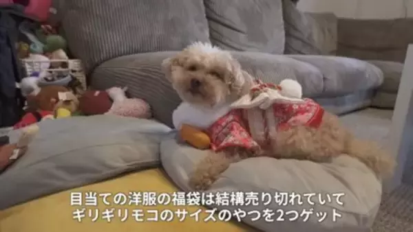 寒かったので一年ぶりにコタツを出したら、犬が…まるで人間の赤ちゃんのような『尊すぎる光景』が20万再生「可愛すぎて悶絶」「幸せになる」