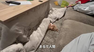 寒かったので一年ぶりにコタツを出したら、犬が…まるで人間の赤ちゃんのような『尊すぎる光景』が20万再生「可愛すぎて悶絶」「幸せになる」