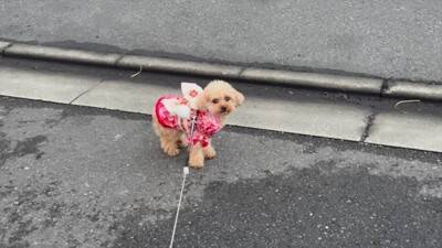 寒かったので一年ぶりにコタツを出したら、犬が…まるで人間の赤ちゃんのような『尊すぎる光景』が20万再生「可愛すぎて悶絶」「幸せになる」