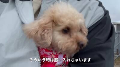 寒かったので一年ぶりにコタツを出したら、犬が…まるで人間の赤ちゃんのような『尊すぎる光景』が20万再生「可愛すぎて悶絶」「幸せになる」