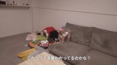 寒かったので一年ぶりにコタツを出したら、犬が…まるで人間の赤ちゃんのような『尊すぎる光景』が20万再生「可愛すぎて悶絶」「幸せになる」