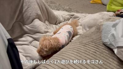 寒かったので一年ぶりにコタツを出したら、犬が…まるで人間の赤ちゃんのような『尊すぎる光景』が20万再生「可愛すぎて悶絶」「幸せになる」