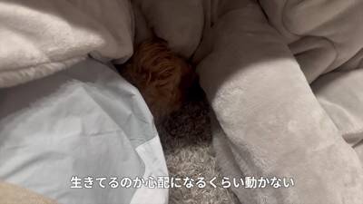 寒かったので一年ぶりにコタツを出したら、犬が…まるで人間の赤ちゃんのような『尊すぎる光景』が20万再生「可愛すぎて悶絶」「幸せになる」