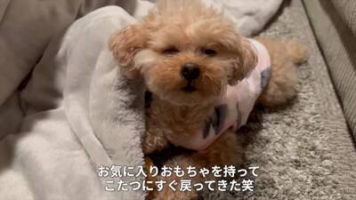 寒かったので一年ぶりにコタツを出したら、犬が…まるで人間の赤ちゃんのような『尊すぎる光景』が20万再生「可愛すぎて悶絶」「幸せになる」