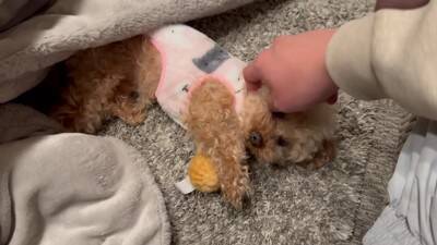 寒かったので一年ぶりにコタツを出したら、犬が…まるで人間の赤ちゃんのような『尊すぎる光景』が20万再生「可愛すぎて悶絶」「幸せになる」