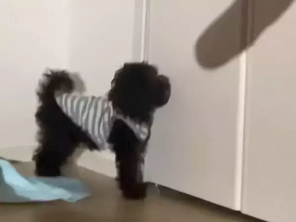 「可愛すぎて変な声出たｗ」手の影を壁に映したら、赤ちゃん犬が反応して…純粋無垢すぎる『尊い行動』が128万再生「愛おしすぎるだろ…」