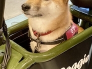 『犬と乗れる電動バイク』に試乗する柴犬→人間味が溢れている『まさかの表情』に3万いいねの反響「気まずそうで草」「不安げで可愛いｗ」と爆笑