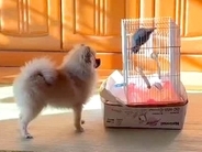 犬が『実家のインコ』と出会った結果…あまりにも尊い『会話しているかのような光景』が77万再生「エモい…」「泣けちゃった」とSNSで話題