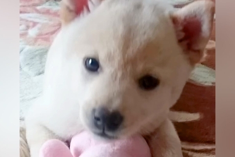 『豆柴サイズ』と思っていた柴犬→大切に育てた結果、4年後…思っていたのと全然違う『まさかの成長』が188万再生「立派すぎて爆笑」「愛だ」