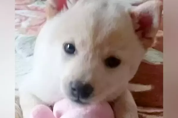 『豆柴サイズ』と思っていた柴犬→大切に育てた結果、4年後…思っていたのと全然違う『まさかの成長』が188万再生「立派すぎて爆笑」「愛だ」