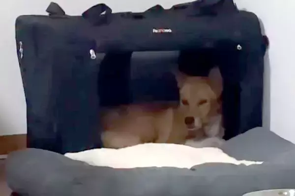 医者から『一生怯えたまま』と言われた保護犬→5年間大切に育てた結果…『嘘のような変化』が29万再生「泣けてくる」「本当にすごい」と称賛