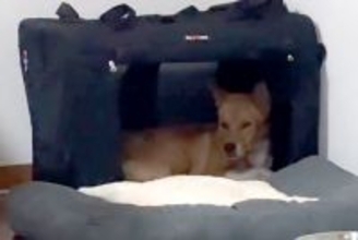 医者から『一生怯えたまま』と言われた保護犬→5年間大切に育てた結果…『嘘のような変化』が29万再生「泣けてくる」「本当にすごい」と称賛