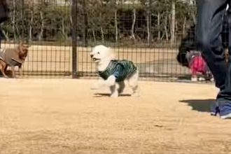 ドッグランで迷子になってしまった犬→必死にママを探し回って…見つけた瞬間の反応が『尊すぎる』と36万再生「探す姿が泣ける」「愛おしい」