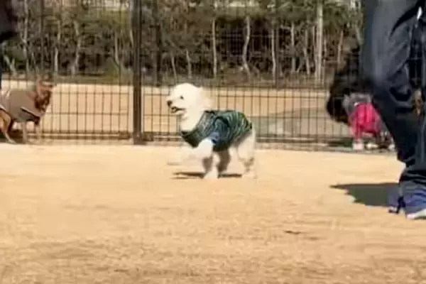 ドッグランで迷子になってしまった犬→必死にママを探し回って…見つけた瞬間の反応が『尊すぎる』と36万再生「探す姿が泣ける」「愛おしい」