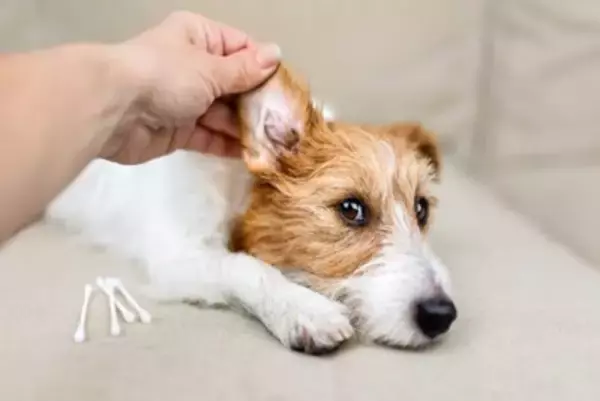 犬から『変なニオイ』がする理由6つ　主な原因や病気の可能性まで解説