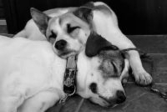 いくつもの困難を乗り越えてきた2匹の犬→血の繋がり以上の『家族の絆』に涙が止まらない「なんて良い家族」「幸せを祈ります」と65万再生