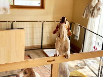 犬が『こっち来て』と言っている鳴き方５選　愛犬が執拗に要求してきた場合の適切な対応まで