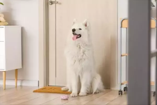 犬が飼い主を『玄関で待つ』理由４選　その場を離れずに待ち続ける心理や注意点まで解説