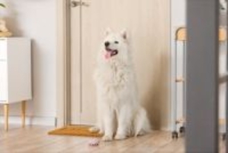 犬が飼い主を『玄関で待つ』理由４選　その場を離れずに待ち続ける心理や注意点まで解説