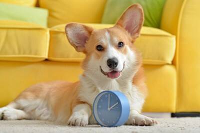 犬が飼い主を『玄関で待つ』理由４選　その場を離れずに待ち続ける心理や注意点まで解説
