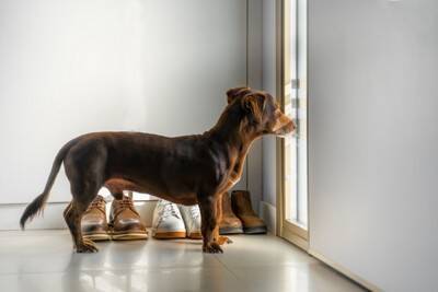 犬が飼い主を『玄関で待つ』理由４選　その場を離れずに待ち続ける心理や注意点まで解説