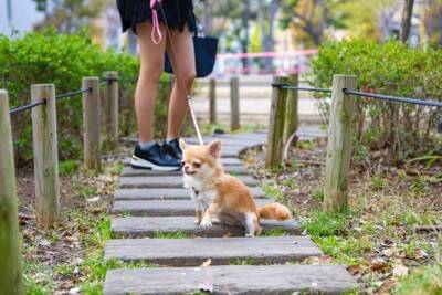 犬の『テンションが急に下がる』理由4つ　落ち込んでいるときにみせる仕草や行動とは？