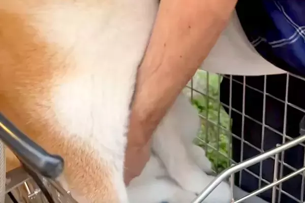 自転車で遊びに出かけた犬→帰るため、カゴから持ち上げようとした結果…『絶対降りたくない』まさかの光景に反響「可愛すぎ」「コントみたいｗ」