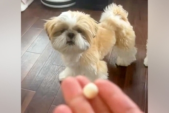 犬のオヤツを投げた結果→『上手に食べれるかな』と思ったら…予想を超える『コントのような展開』が43万表示「見事な横取りｗ」「探してて草」