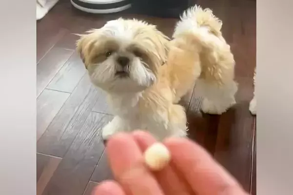 犬のオヤツを投げた結果→『上手に食べれるかな』と思ったら…予想を超える『コントのような展開』が43万表示「見事な横取りｗ」「探してて草」