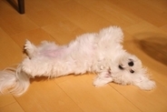 犬の『寝相』からわかる性格4選　あなたの愛犬は普段どんな寝方をしている？注意点まで解説