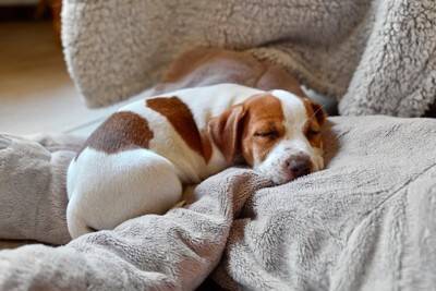 犬の『寝相』からわかる性格4選　あなたの愛犬は普段どんな寝方をしている？注意点まで解説