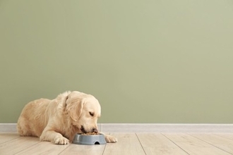 犬にとって危険な『ごはんの与え方』7選　絶対NGな飼い主の行動や適切な食べさせ方まで