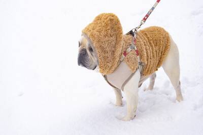 犬は『寒さ』を苦手に感じているの？年齢・犬種別の違いから防寒対策のコツまで