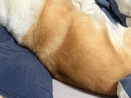 女の子を起こしに行った犬→なかなか戻ってこないので、様子を見に行ったら…まさかの光景に爆笑「ミイラ取りがミイラにｗ」「心変わりで草」