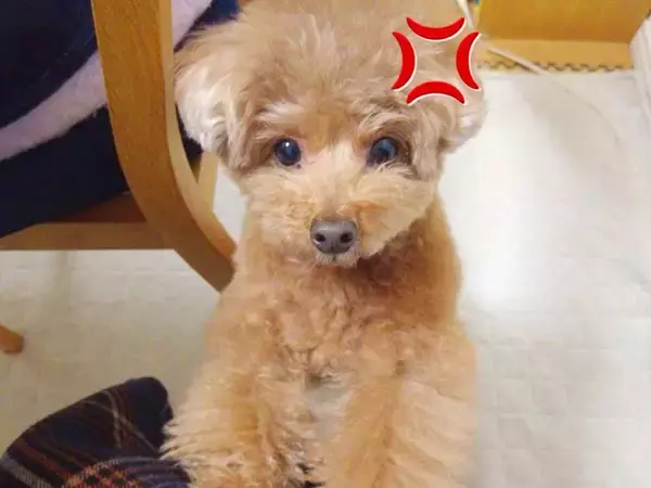 忘年会があったため、深夜に帰宅→普段は温厚な犬が…まさかの『ブチギレてしまう光景』が45万再生「可愛くて悶絶した」「会話成立しすぎｗ」