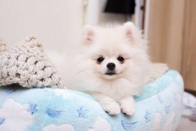 飼い主が忘れてはいけない犬への『大切な気持ち』8つ　日々の暮らしに慣れすぎてしまうと起こることとは？