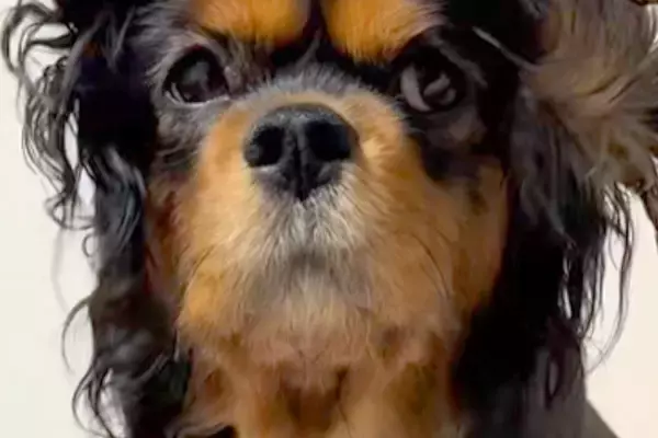 寝起き直後の犬→髪型を見てみたら…衝撃の『ヘアースタイル』に爆笑とツッコミの声「実験失敗しました？」「ベテラン指揮者で草」と50万再生