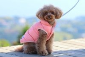 犬がみせる『散歩させすぎ』サイン4選　過度な運動による愛犬への悪影響とは？