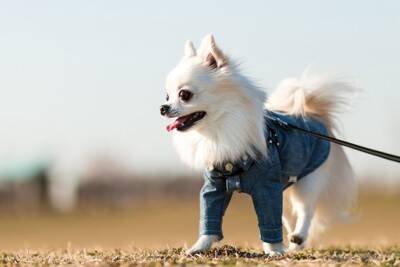 犬がみせる『散歩させすぎ』サイン4選　過度な運動による愛犬への悪影響とは？