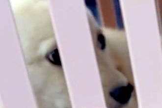 『怖がりで暴れると思う』と言われた保護犬→不安に思っていたら、車に乗って5分で…『まさかの光景』が238万再生「幸せに」「信頼してる」