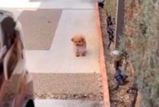 しばらく入院することになった女性→大きな荷物を抱えて外に出たら、犬が待っていて…胸打たれる光景が89万再生「涙が出た…」「なんて健気」