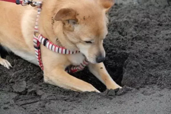 犬を飼う前に『必要な知識』3つ　迎えてから後悔しないためにすべき事前準備とは？