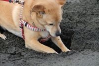 犬を飼う前に『必要な知識』3つ　迎えてから後悔しないためにすべき事前準備とは？