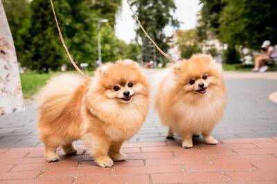 犬を飼う前に『必要な知識』3つ　迎えてから後悔しないためにすべき事前準備とは？