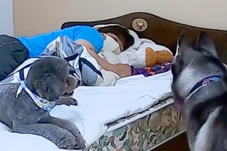 頭痛と腰痛が酷く、横になる男性→2匹の犬が『大丈夫？』と心配してやってきて…心温まる光景が31万再生「かわいい看護師さんたち」「心強い」