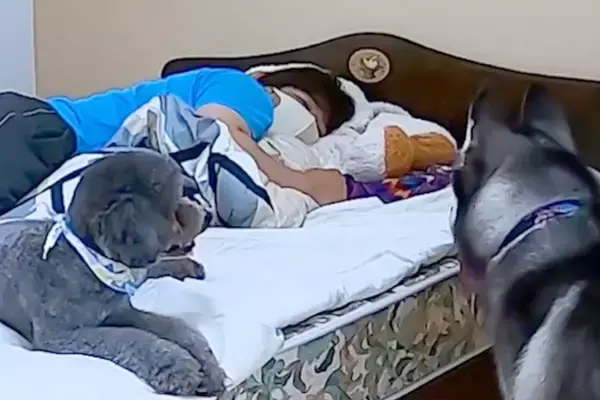 頭痛と腰痛が酷く、横になる男性→2匹の犬が『大丈夫？』と心配してやってきて…心温まる光景が31万再生「かわいい看護師さんたち」「心強い」