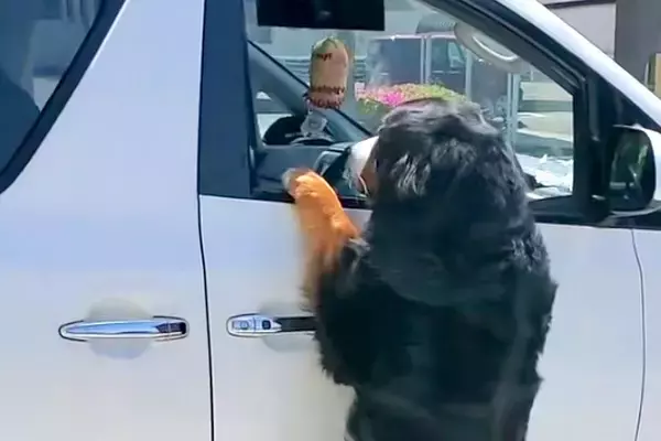 車で出かけようとしたら、超大型犬が『置いていくつもりか！』と抗議して…予想外すぎる『衝撃の光景』が172万再生「執念ｗ」「必死すぎて草」