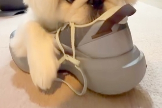 『パパの靴のニオイ』が大好きで、玄関から盗んだ犬→帰宅すると…バレバレすぎる『証拠隠滅の仕方』が12万再生「バレなければ無罪」「可愛すぎ」