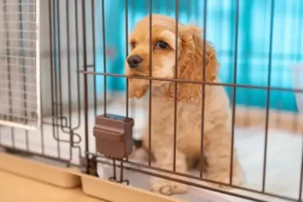 愛犬のための『ケージ』上手な使い方とは？留守番中ケージを使用するメリットまでご紹介